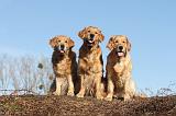 GOLDEN RETRIEVER 038